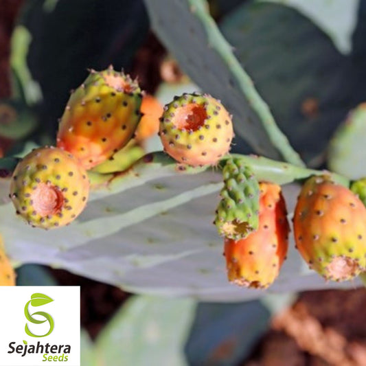 Cactus Pear Seeds {Opuntia ficus-indica} 10 Seeds