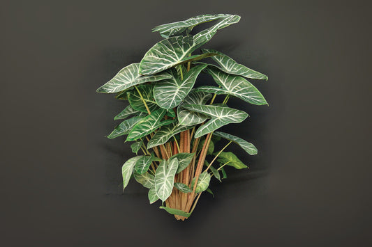 Alocasia Ivory Coast Plant - 6" Pot - Tropical Houseplant - Alocasia Odora - Indoor Décor