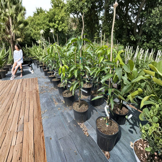 Mallika Mango Tree – Mangifera indica Grafted Live Tree | 2–3 Ft Tall | 3-Gallon Pot  Semi-Dwarf Indian Variety | Fiberless & Sweet | Container Friendly
