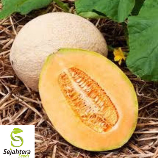 100+ Hale's Best Jumbo Cantaloupe Seeds – Heirloom, Organic, Non-GMO, Large & Sweet