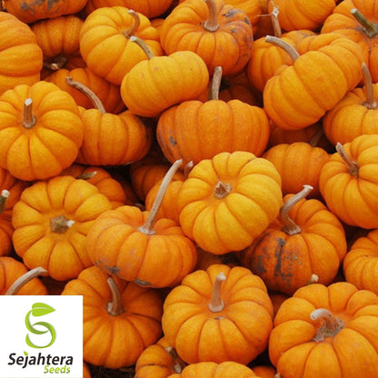 Jack Be Little Pumpkin Seeds 15+ | Miniature Tiny Pumpkins NON-GMO USA