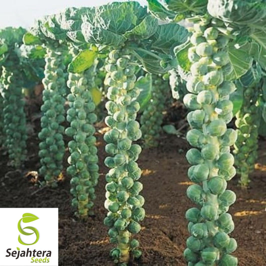 Brussel Sprouts Long Island Seeds 500+ | Heirloom Vegetable NON-GMO USA