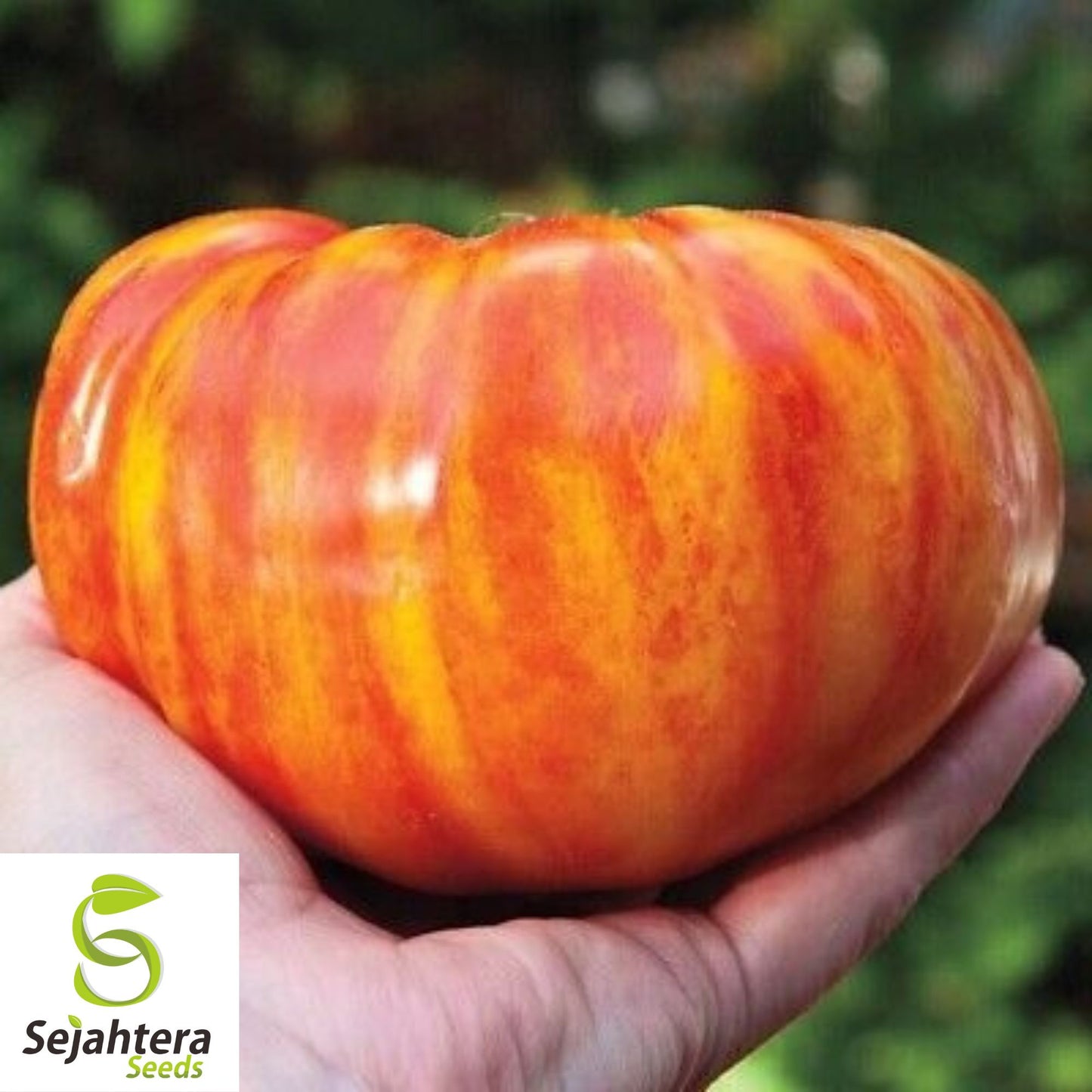 Big Rainbow Tomato Seeds - 120+ Organic Heirloom - Sweet & Juicy - Non-GMO