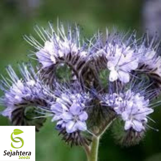 1,700+ Lacy Phacelia Seeds - Purple Tansy, Pollinator-Friendly, Non-GMO