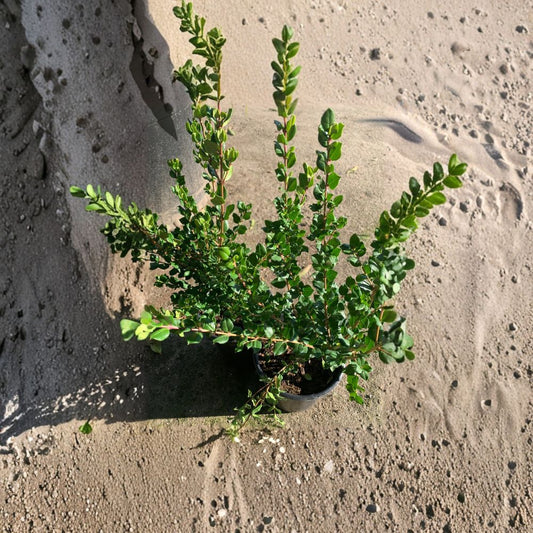 Blueberry Guava – Chilean Myrtle – Luma apiculata Live Plant | 1 Foot Tall | Includes 1 Gallon Nursery Pot  Fragrant White Flowers | Sweet Dark Purple Fruit | Evergreen Shrub