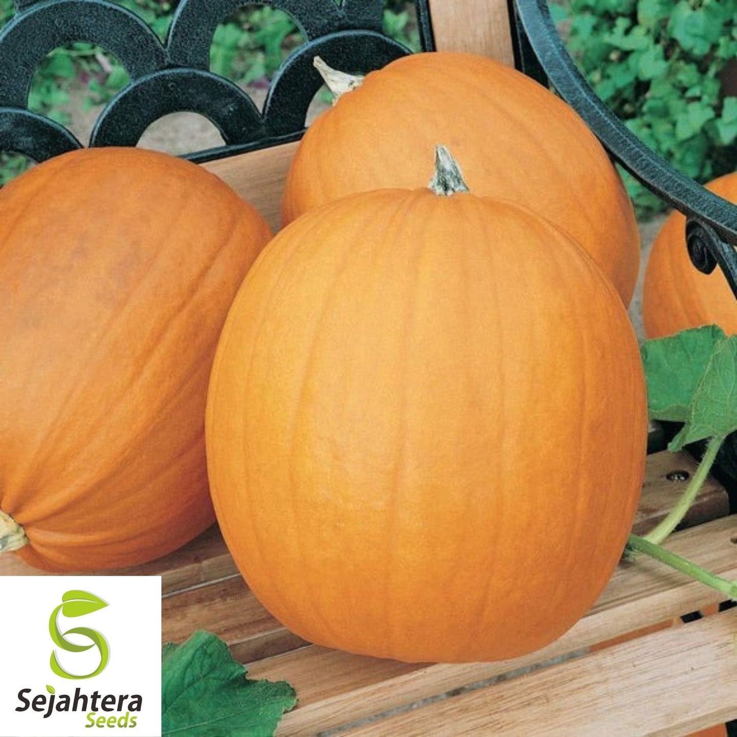 Spookie Pumpkin Seeds 15 Ct | NON-GMO Annual Vegetable Garden USA