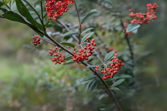 Milkflower Cotoneaster Parney Cotoneaster (Cotoneaster coriaceus dried berries)