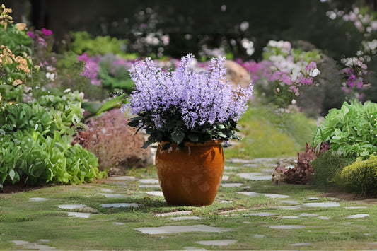 Mona Lavender Live Plant 5in Pot | Plectranthus 'Mona Lavender' | Vibrant Purple Flowers | Easy Care Perennial