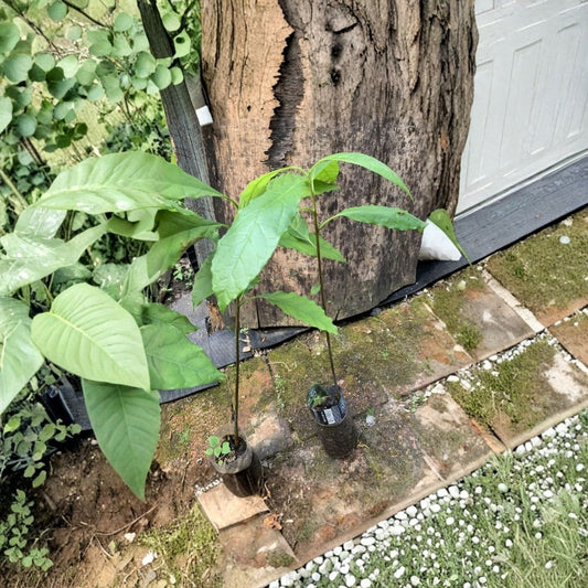 Hass Avocado Seedling – Persea americana 1-Year-Old Live Plant | 14–20 Inches Tall | Ships with Pot & Soil  Non-Grafted | Classic Hass Variety | Ready to Transplant