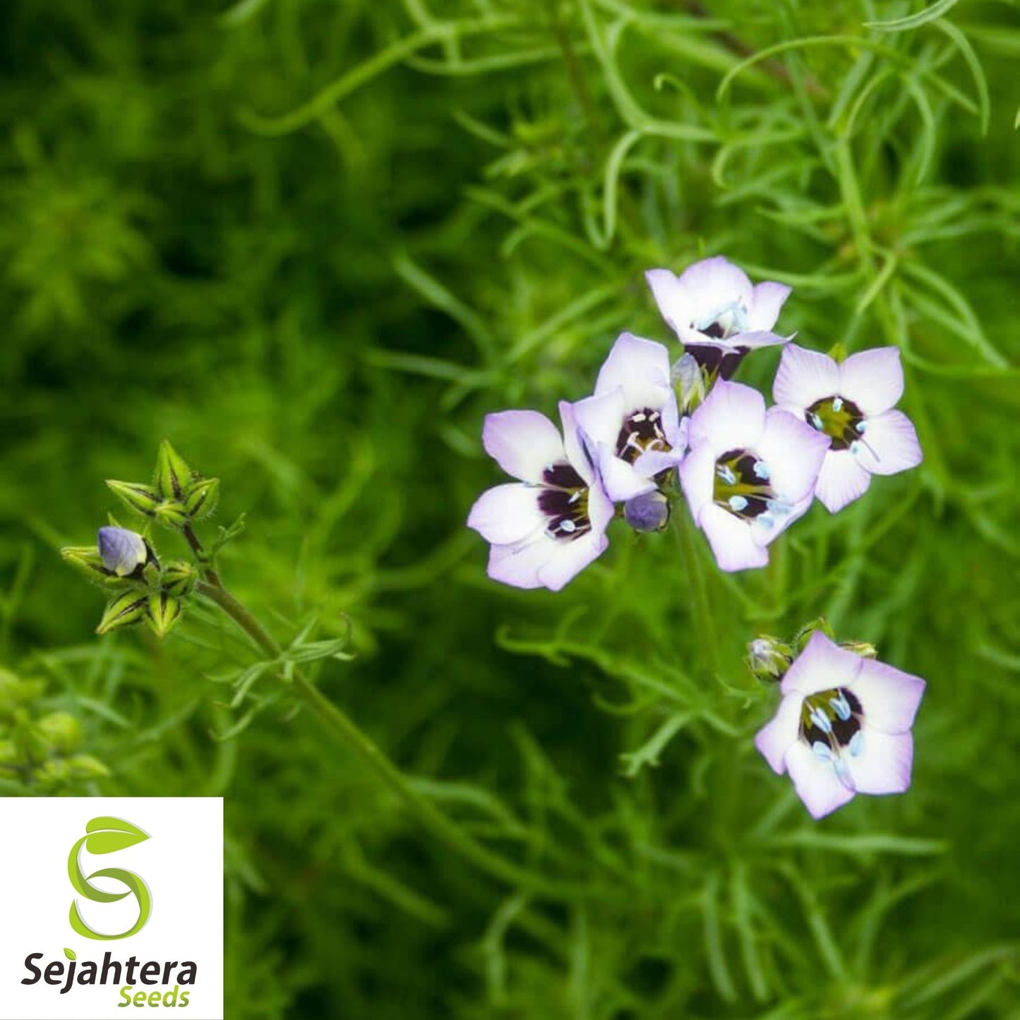 Bird's Eyes Gilia Tricolor Seeds 500+ | Annual Wildflower Mixed Colors USA