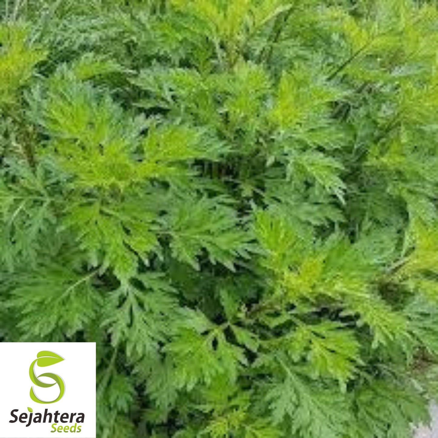 500+ Mugwort Seeds - Heirloom Medicinal Herb, Artemisia Vulgaris, Non-GMO