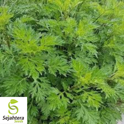 500+ Mugwort Seeds - Heirloom Medicinal Herb, Artemisia Vulgaris, Non-GMO