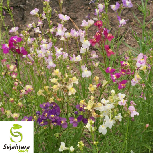 500+ Shade Wildflower Mix Seeds - Heirloom, Non-GMO, Perennial & Pollinator-Friendly