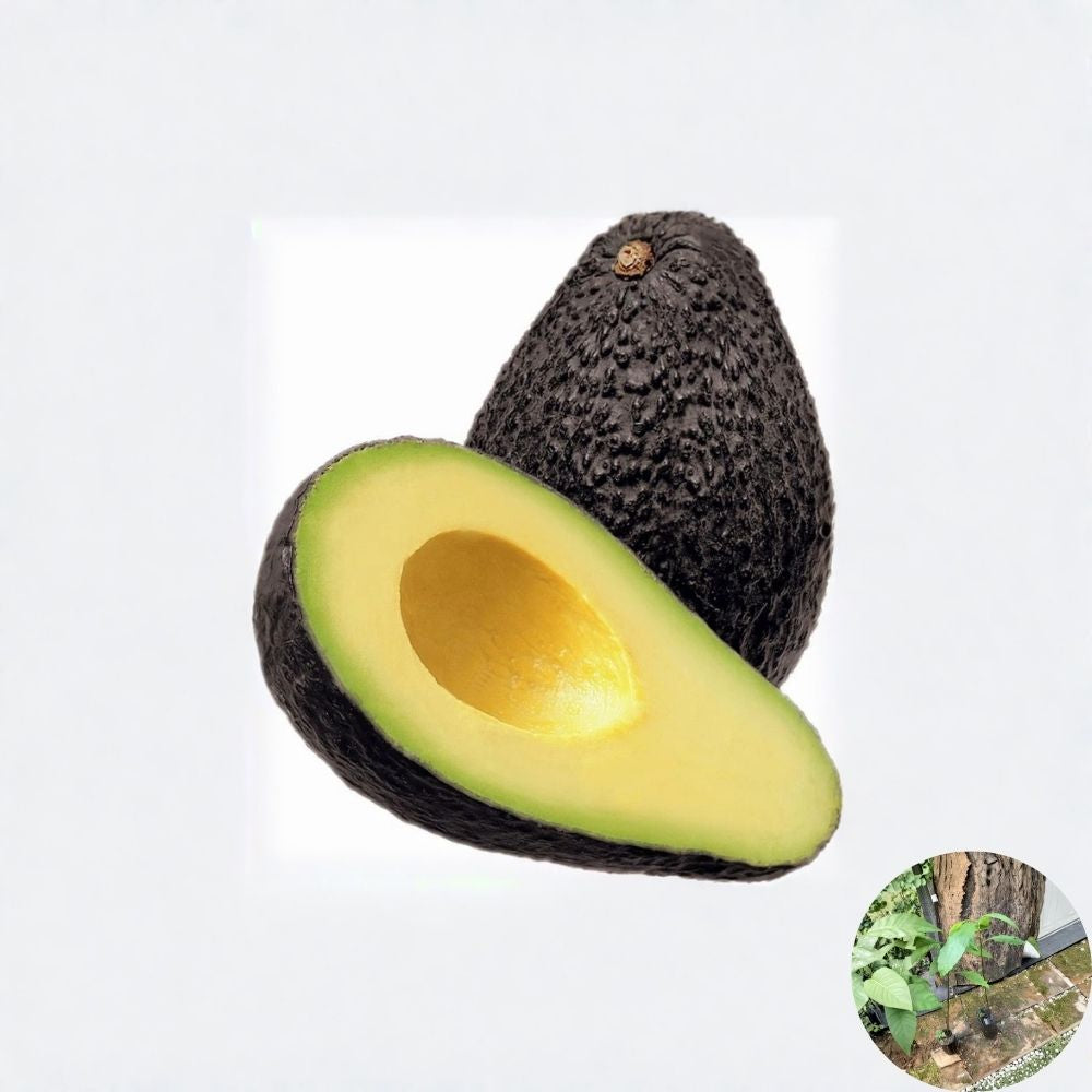 Hass Avocado Seedling – Persea americana 1-Year-Old Live Plant | 14–20 Inches Tall | Ships with Pot & Soil  Non-Grafted | Classic Hass Variety | Ready to Transplant
