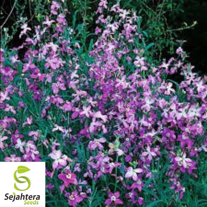 Evening Scented Stock Seeds 1000+ | Matthiola longipetala Fragrant Flower