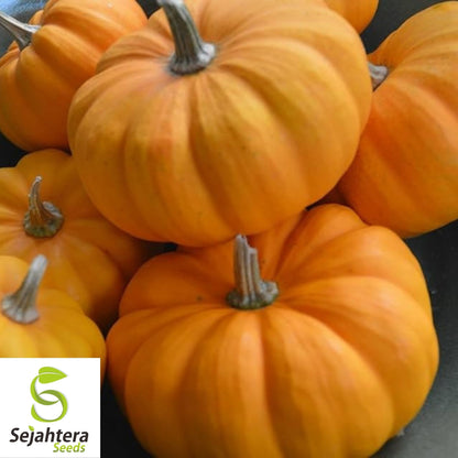 Jack Be Little Pumpkin Seeds 15+ | Miniature Tiny Pumpkins NON-GMO USA