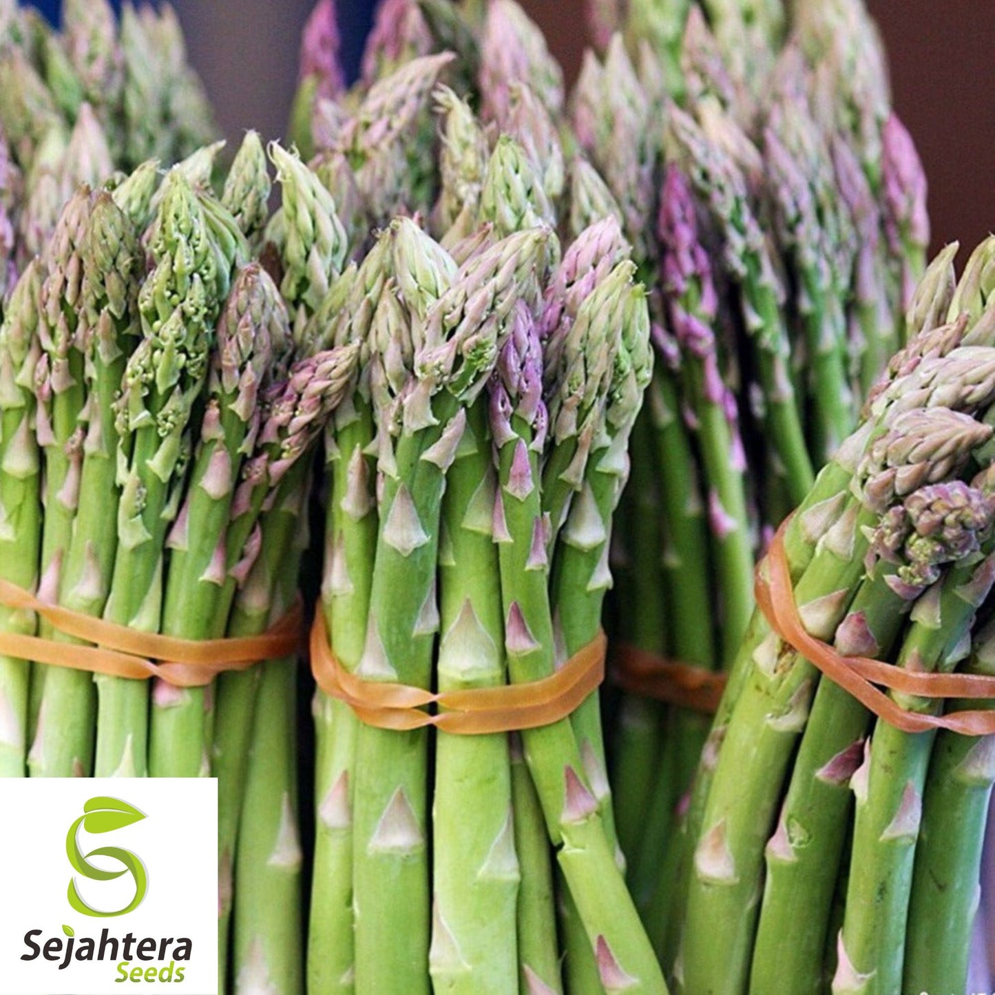 Mary Washington Asparagus Seeds - 100+ Heirloom, Organic, Non-GMO & Perennial