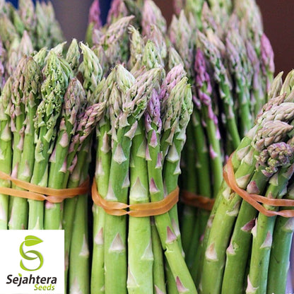 Mary Washington Asparagus Seeds - 100+ Heirloom, Organic, Non-GMO & Perennial