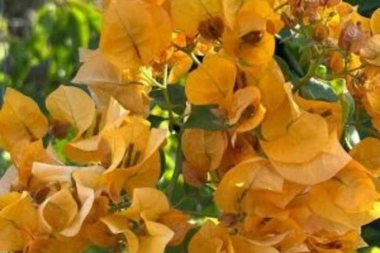 Gold Bougainvillea | Well-Rooted Starter Plant for Vibrant Gardens