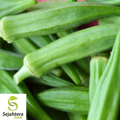 Okra Perkins Long Pod Seeds 30 Ct | Heirloom Vegetable NON-GMO USA
