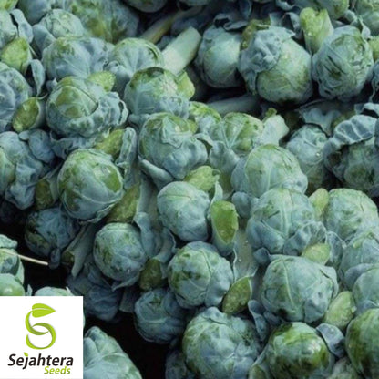 Brussel Sprouts Long Island Seeds 500+ | Heirloom Vegetable NON-GMO USA