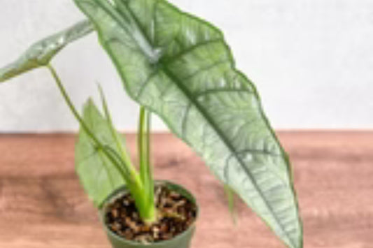 Alocasia heterophylla 'Dragon's Breath' Plant in 6" Pot - Tropical Houseplant for Indoor Gardening and Decor
