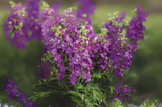 Vibrant Angelonia Plant 6" Pot Summer Snapdragon Angelonia angustifolia - Heat-Tolerant Blooming Flowers for Gardens & Containers