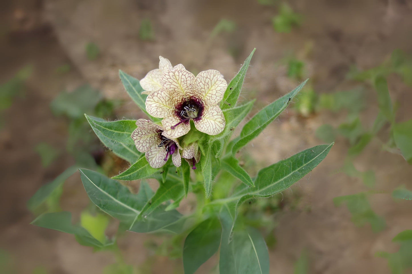 Black Henbane (Hyoscyamus niger)