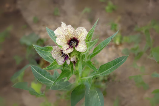 Black Henbane (Hyoscyamus niger)