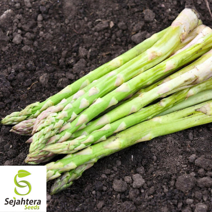 Mary Washington Asparagus Seeds - 100+ Heirloom, Organic, Non-GMO & Perennial