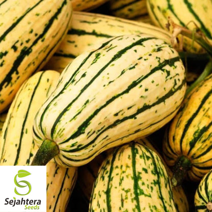 Delicata Squash Seeds 20 Ct | Sweet Potato Winter Vegetable Garden USA