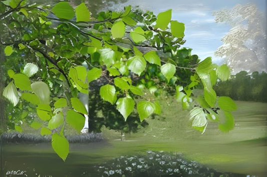 Szechwan Asian White Birch (Betula platyphylla var. Szechwanica)
