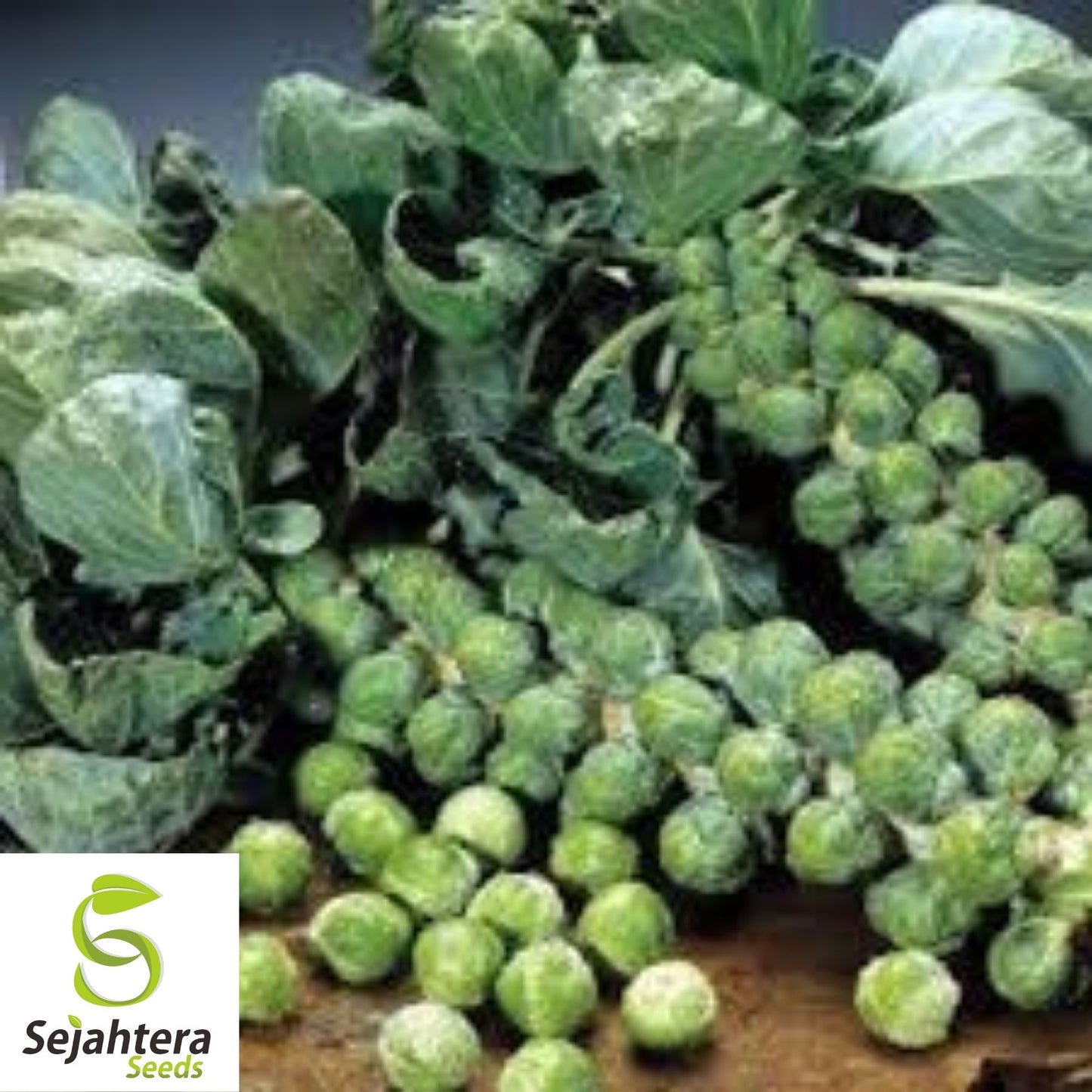 Brussel Sprouts Long Island Seeds 500+ | Heirloom Vegetable NON-GMO USA