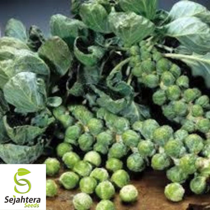 Brussel Sprouts Long Island Seeds 500+ | Heirloom Vegetable NON-GMO USA