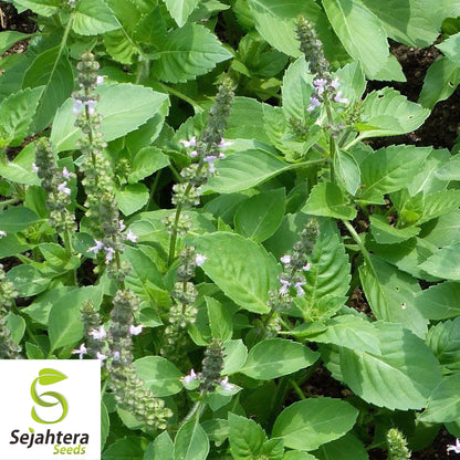 200+ Holy Basil Seeds - Ocimum Sanctum, Medicinal Herb, Non-GMO