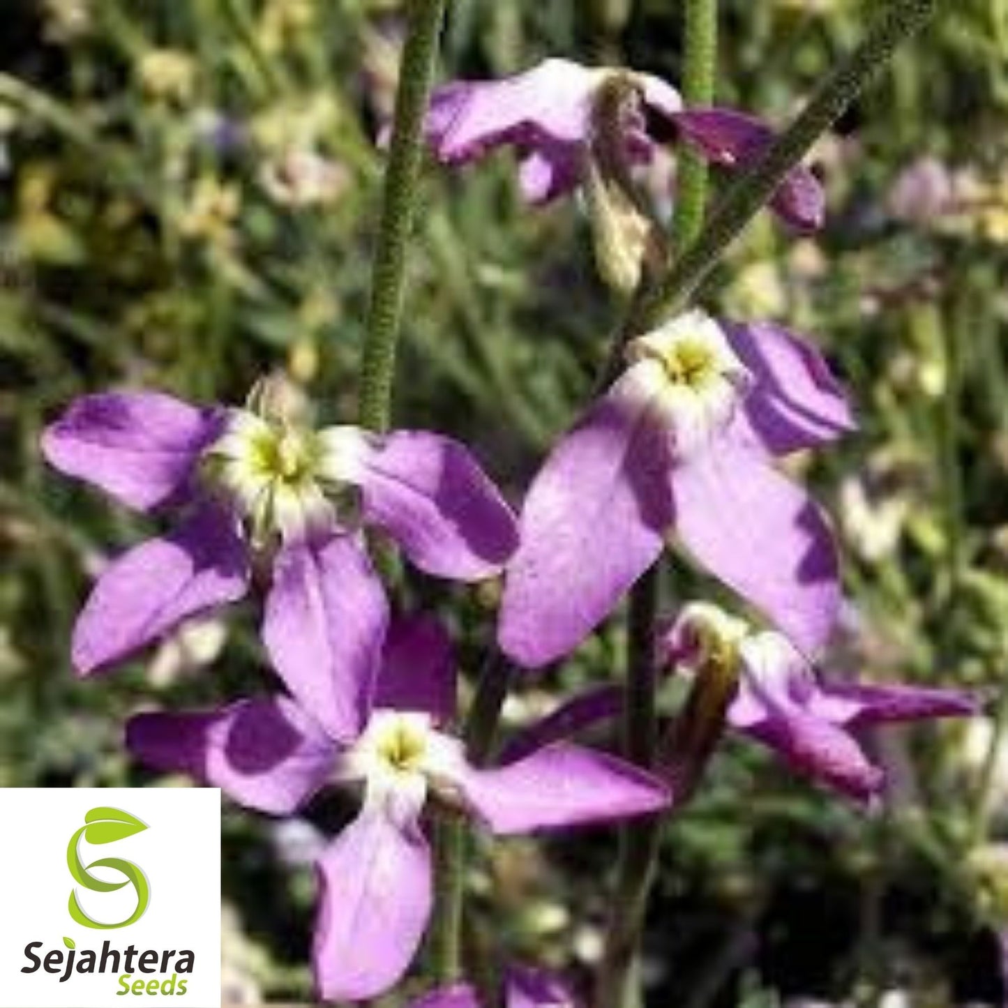 Evening Scented Stock Seeds 1000+ | Matthiola longipetala Fragrant Flower