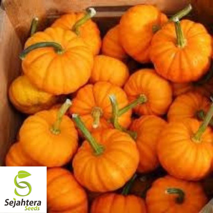 Jack Be Little Pumpkin Seeds 15+ | Miniature Tiny Pumpkins NON-GMO USA