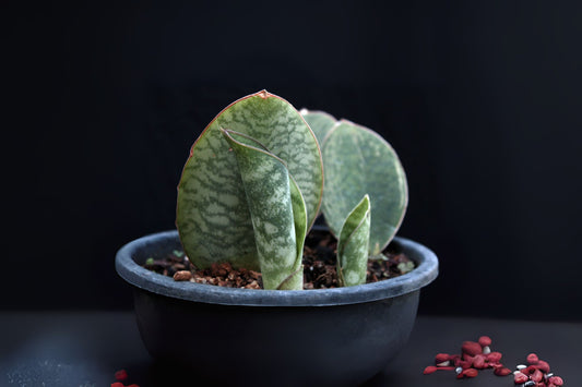 Sansevieria Masoniana Whale Fin Snake Plant 8 Inch Pot - Unique Paddle Leaves, Air Purifying Indoor Succulent