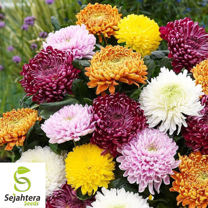 Powder Puff Aster Seeds - 250+ Rainbow Mix, Fresh, Chrysanthemum-Like Blooms