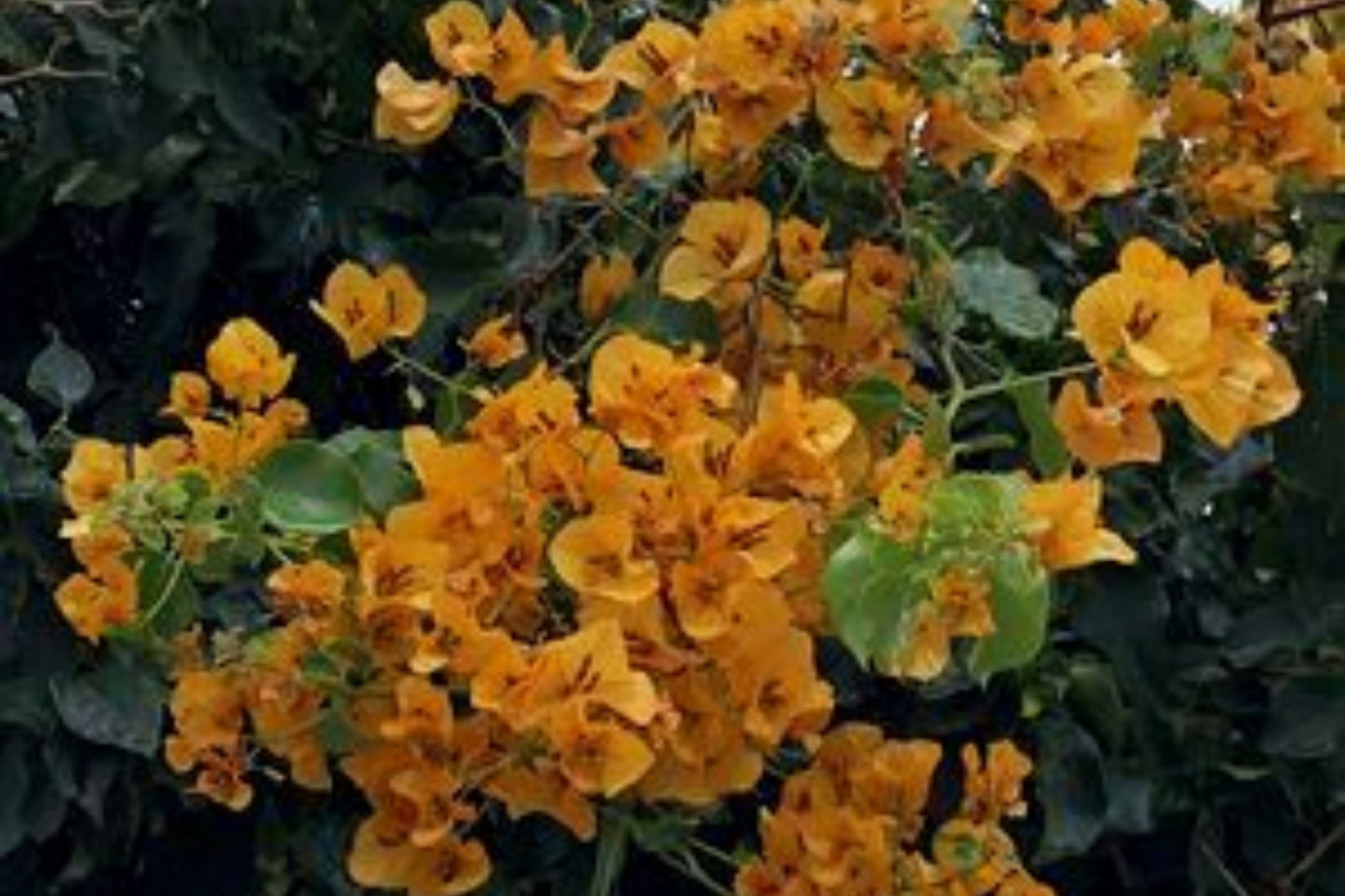 Gold Bougainvillea | Well-Rooted Starter Plant for Vibrant Gardens