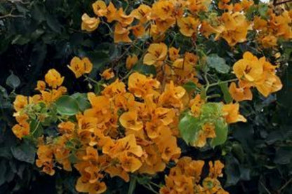 Gold Bougainvillea | Well-Rooted Starter Plant for Vibrant Gardens