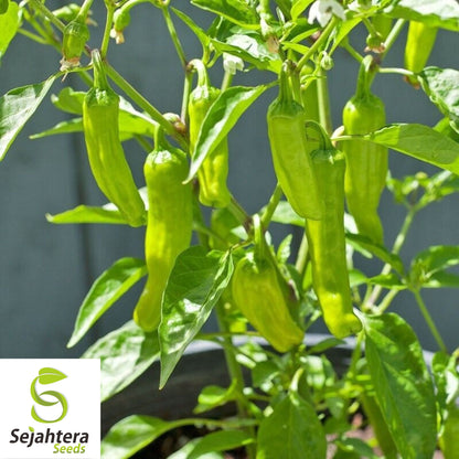 25 Greek Pepperoncini Sweet Pepper Seeds - Non-GMO, Mild & Flavorful Variety