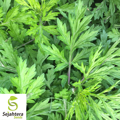 500+ Mugwort Seeds - Heirloom Medicinal Herb, Artemisia Vulgaris, Non-GMO