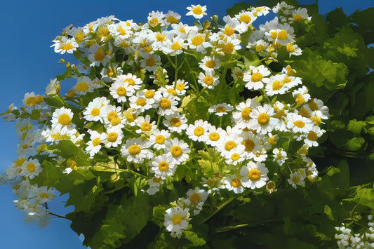 Feverfew (Chrysanthemum parthenium)