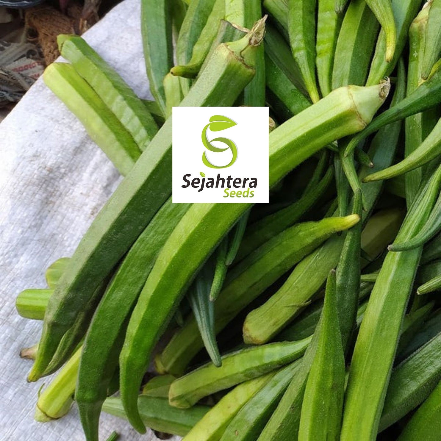 Okra Perkins Long Pod Seeds 30 Ct | Heirloom Vegetable NON-GMO USA