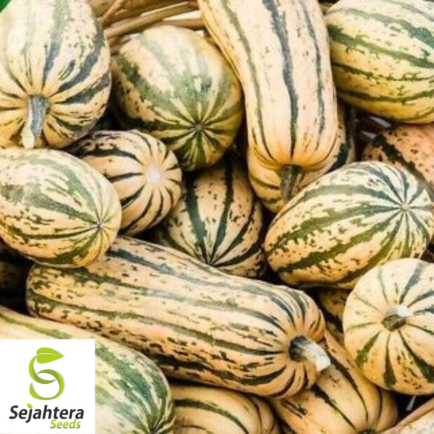 Delicata Squash Seeds 20 Ct | Sweet Potato Winter Vegetable Garden USA