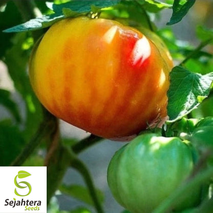 Big Rainbow Tomato Seeds - 120+ Organic Heirloom - Sweet & Juicy - Non-GMO