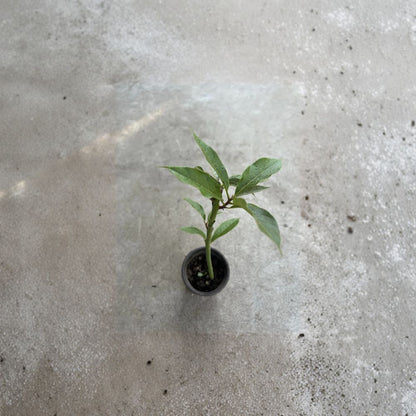 Avocado Tree Seedling – Persea americana Live Plant in Pot | Approximately 15 Inches Tall | Trimmed  Tropical Fruit Starter | Indoor or Outdoor Growing | Ready to Plant