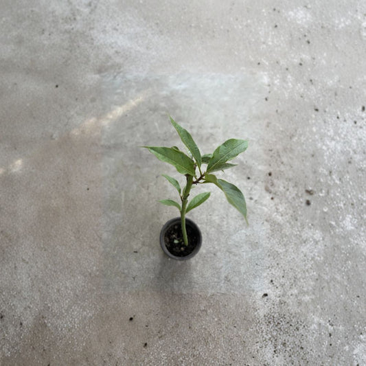 Avocado Tree Seedling – Persea americana Live Plant in Pot | Approximately 15 Inches Tall | Trimmed  Tropical Fruit Starter | Indoor or Outdoor Growing | Ready to Plant