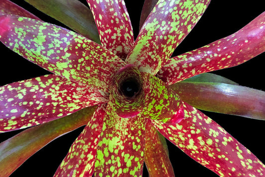 Neoregelia Tango Mango Plant in 6" Pot | Tropical Bromeliad | Neoregelia spp. | Ideal for Home Decor and Gardening